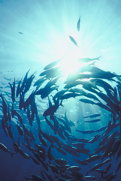 Fish